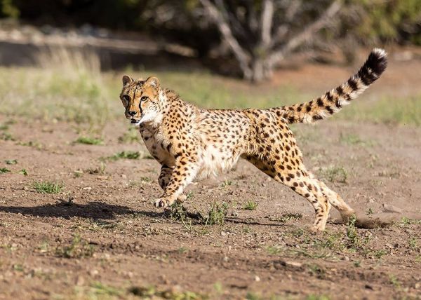 The Animal Ark Last Chance Cheetah Dash | Animal Ark Wildlife Sanctuary |  Nevada Events