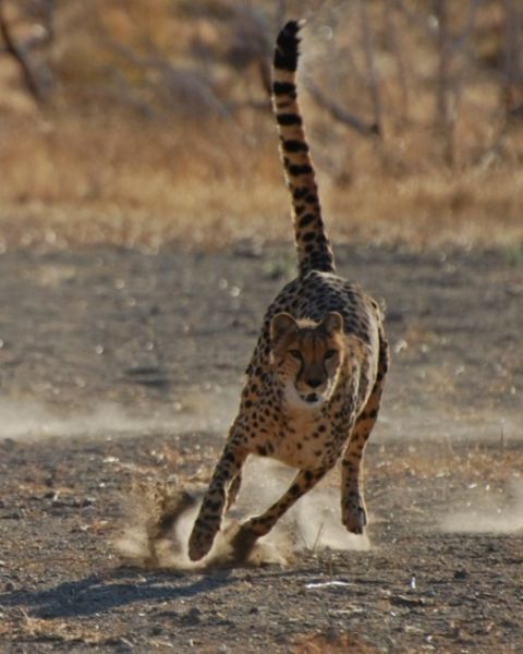 Animal Ark Cheetah 500 race | Animal Ark Wildlife Sanctuary | Nevada Events